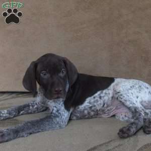 Gideon, German Shorthaired Pointer Puppy